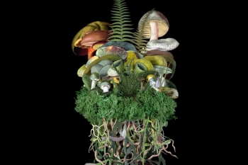 Funghi – la storia culturale dei funghi da Ötzi ad oggi