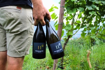 Degustazione e visita guidata presso la tenuta Hillepranter 