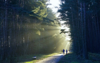 Terapia forestale