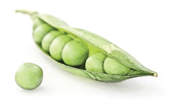 PEA Pedagogy Ecology and the Arts conference – praxis