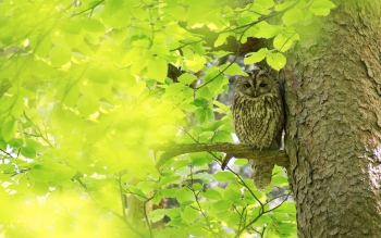 Le stagioni nel bosco