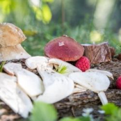 Selvaggina & funghi - Settimane culinarie in Val d'Ega